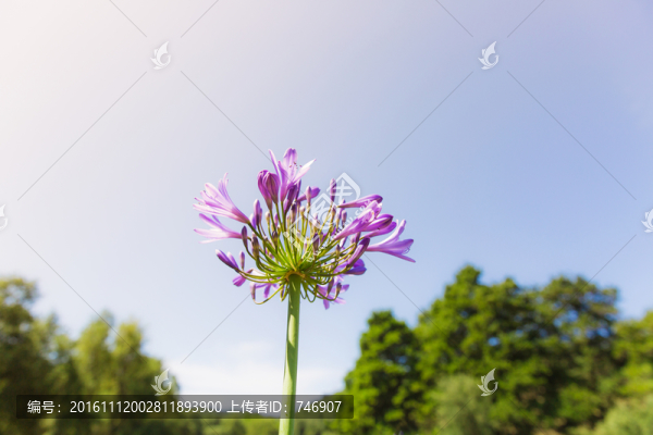 紫嬌花