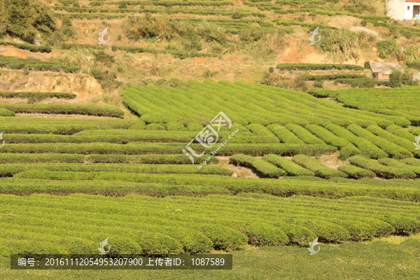 長龍鎮(zhèn)嶺頭茶園