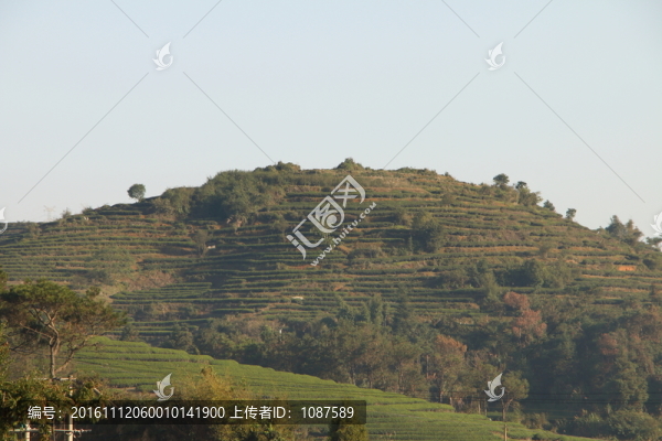 長(zhǎng)龍茶園