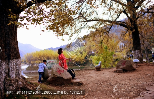 銀杏樹下