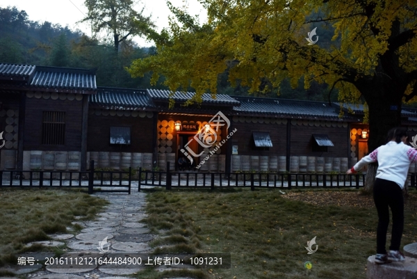 千年銀杏谷