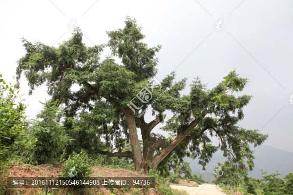 香榧樹