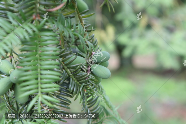 香榧樹