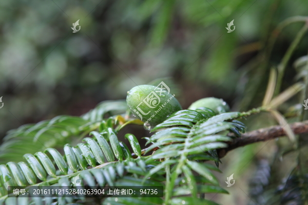 香榧樹