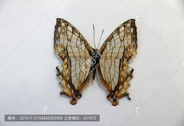 網(wǎng)絲蛺蝶標本