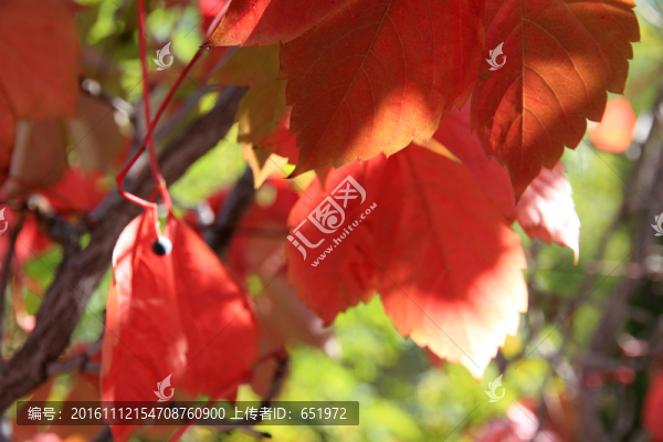 紅葉