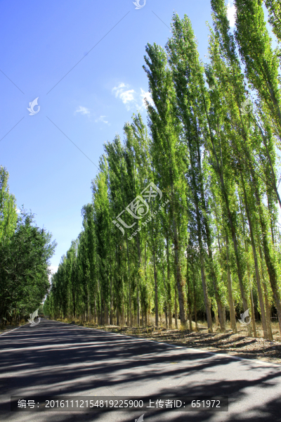 林蔭道
