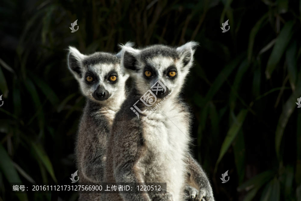 兩環(huán)尾狐猴（Lemur,catta）