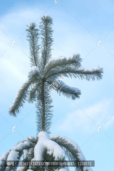 頂部的小松樹與雪