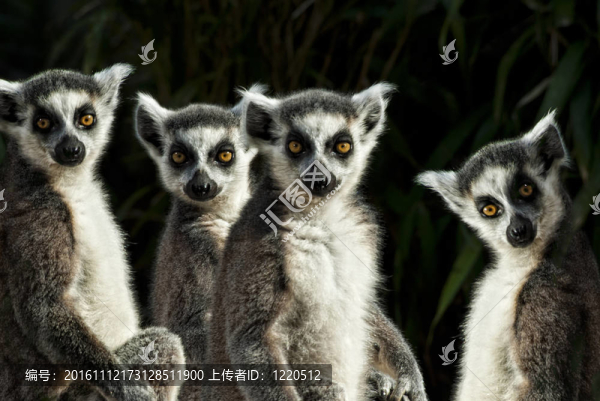 群環(huán)尾狐猴（Lemur,catta）