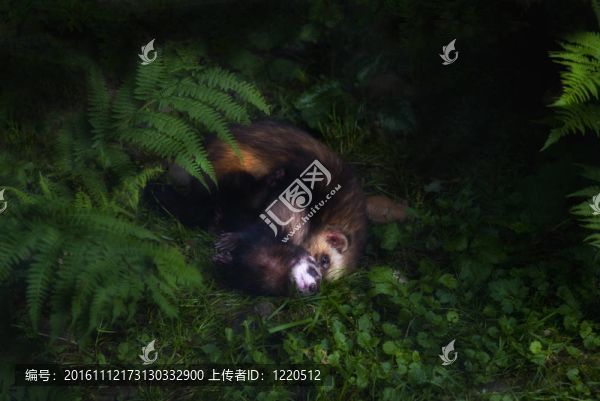 歐洲臭鼬（Mustela,putorius）交配