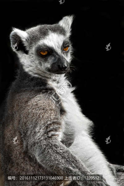 環(huán)尾狐猴（Lemur,catta）