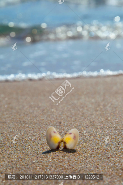 在沙灘上的貝殼