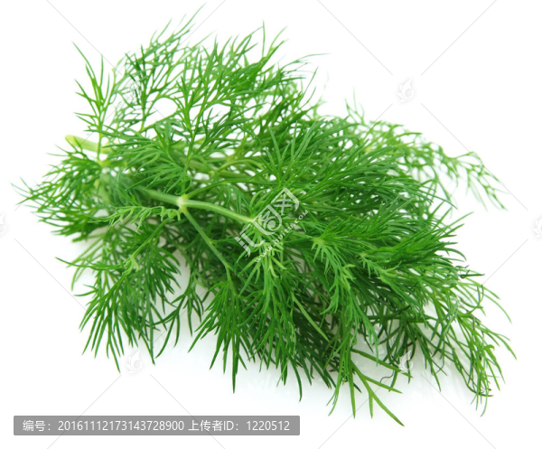 茴香枝