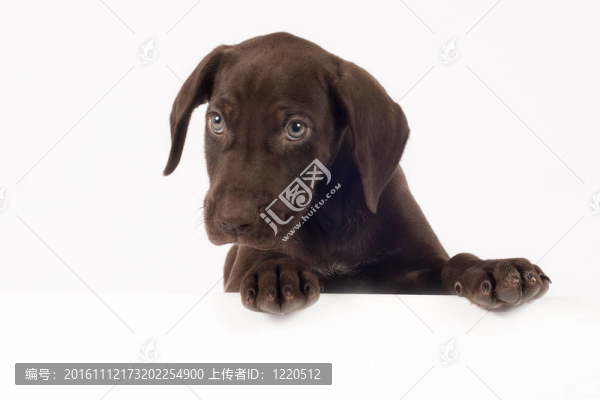 德國短毛指示犬