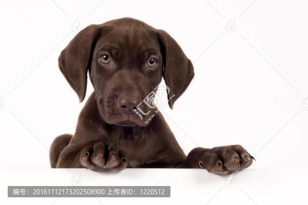 德國(guó)短毛指示犬