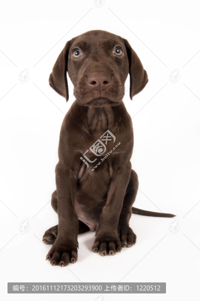 德國短毛指示犬