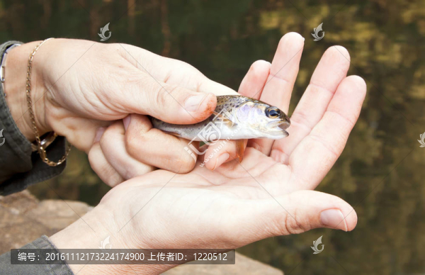 被捕獲的野生魚被抓在手上