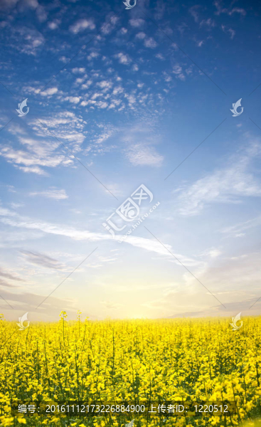 油菜