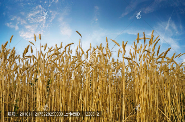 小麥田