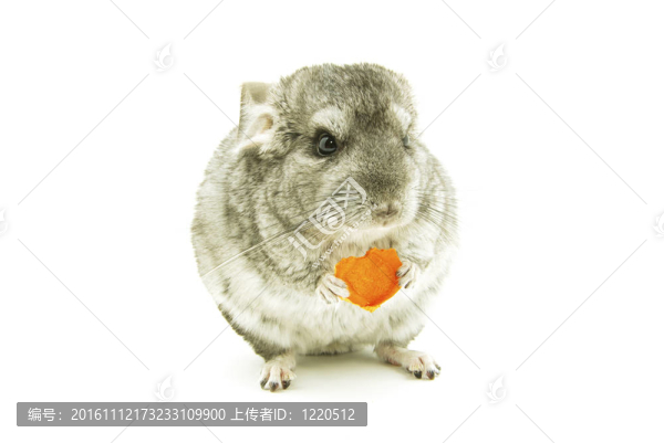 龍貓