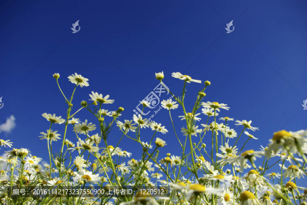 在藍(lán)色的天空camomiles