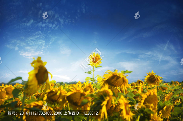 向日葵的領(lǐng)導(dǎo)者