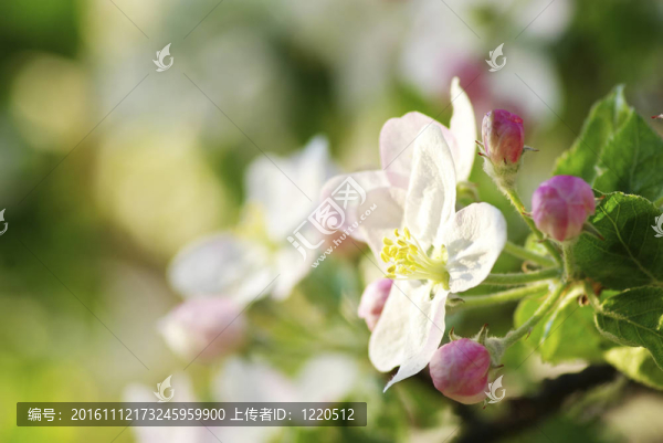 櫻花