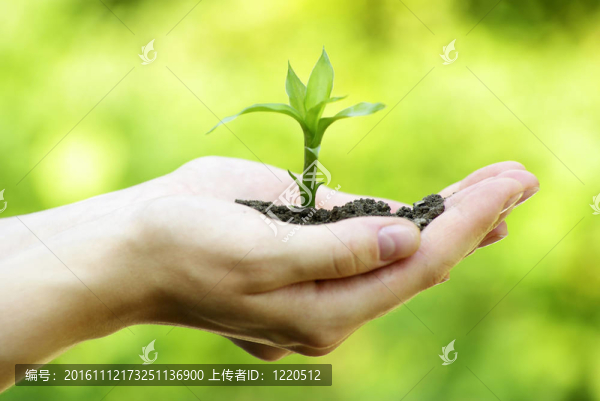 植物在手
