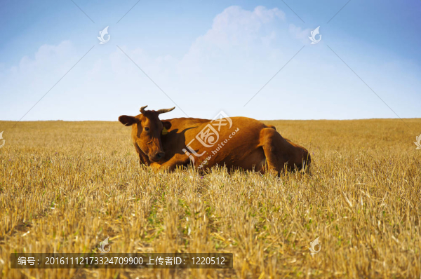 奶牛