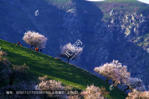 吐爾根杏花