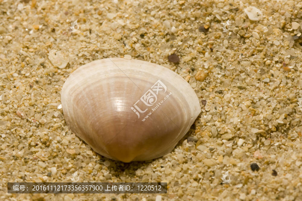 海灘上的許多貝殼