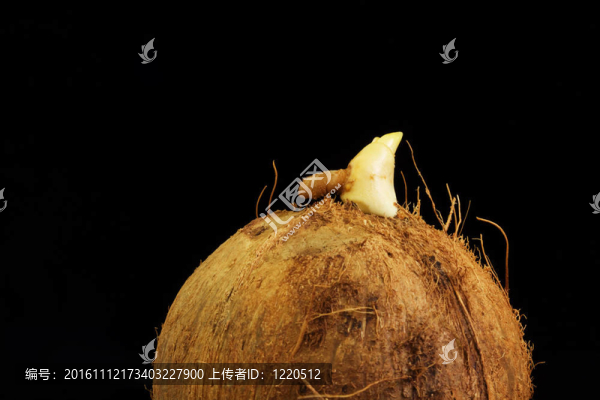 發(fā)芽的椰子