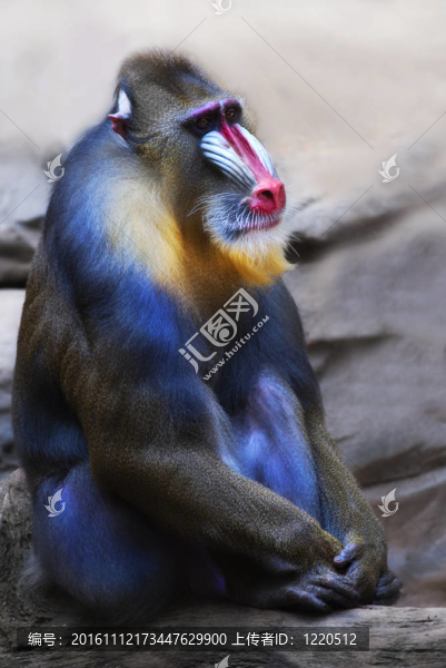 雄性山魈（山魈獅身人面像）