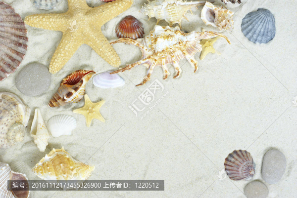 海星和貝殼