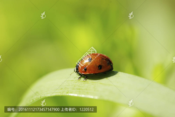 瓢蟲