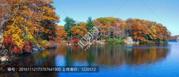 秋天的樹林與湖全景