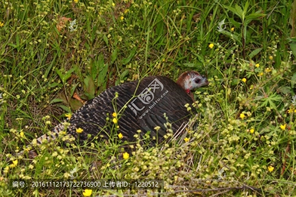 野火雞（Meleagris,gallopavo）