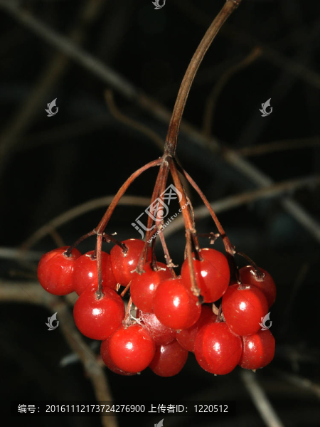 明亮的紅漿果背景-匯圖網(wǎng) www.fosd68.com 明亮的紅漿果背景