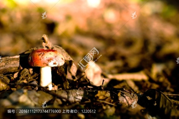 蘑菇