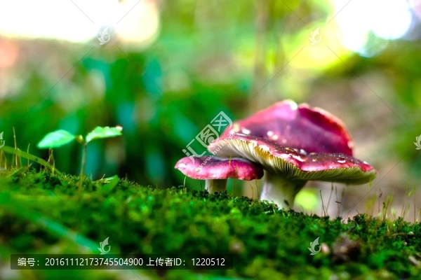 蘑菇