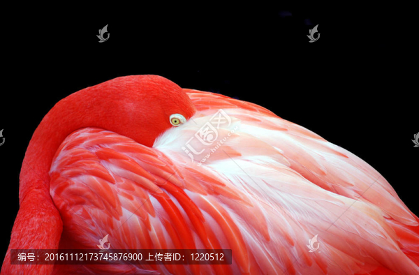 睡覺的火烈鳥