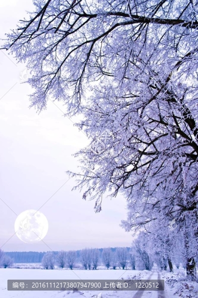 冬天-匯圖網(wǎng) www.fosd68.com 冬天
