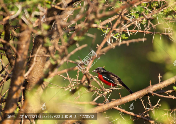 深紅色的紅胸鳥