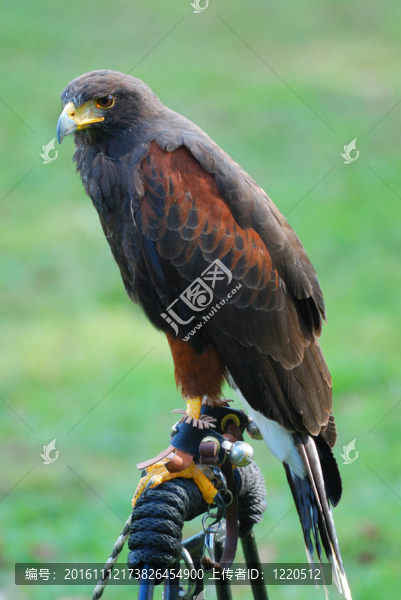 紐約市中世紀(jì)節(jié)