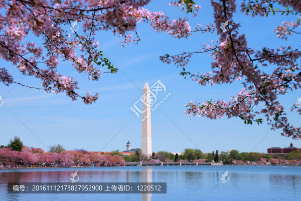 DC湖；；櫻花與華盛頓紀念碑。