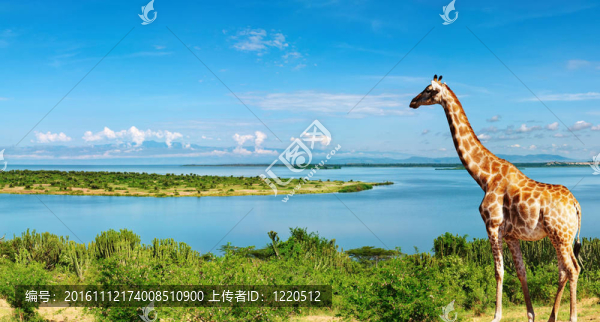 Nile河；烏干達(dá)