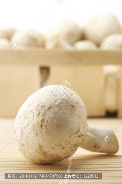 蘑菇