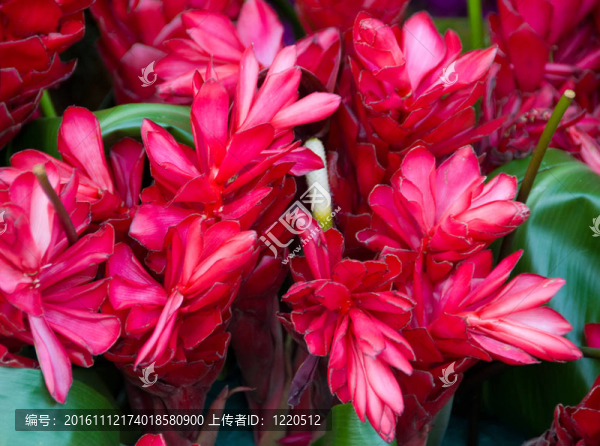 紅夏威夷火炬ginger,Flower