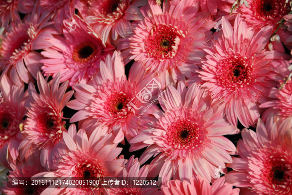 粉紅色的雛菊花